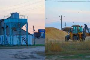 Қостанай облысында полицейлер 54 тонна бидай ұрлығын әшкереледі