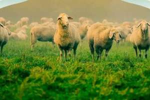 Астанада құрбан шалуға арналған орындар белгілі болды