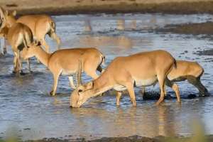 Тоқаев Қытай үкіметіне 1500 киік сыйлады: олар қалай жеткізіледі?