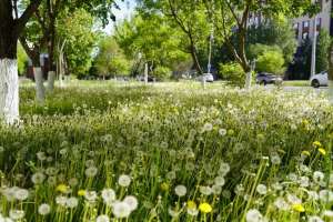 «Таза Қазақстан» акциясы аясында 1,7 млн астам ағаш пен бұталар отырғызылды