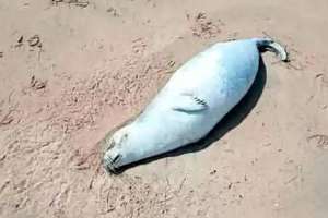 Каспий жағалауынан жүздеген итбалықтың өлексесі табылды