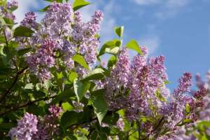 Елімізде сирень бұтақтарын рұқсатсыз жұлған адамға айыппұл салынады