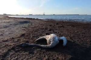 Каспий жағалауында аққулар қырылып жатыр