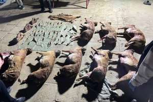 Маңғыстау облысында киік мүйіздерін заңсыз сақтаған тұрғын ұсталды (ВИДЕО)