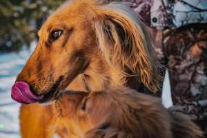 Әділхан Түкенов: Басты мақсатымыз – тазы тұқымын көбейту және асылдандыру