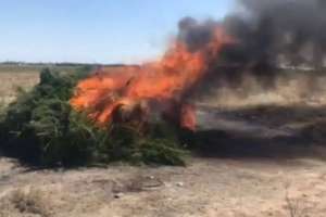 Жамбыл облысында 2 500 тоннадан астам жабайы қарасора жойылды