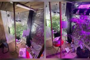 Қостанайда жасырын фитозертхана жойылды