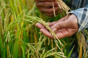 Түркістан облысында диқандар мақтаның орнына күріш еккен