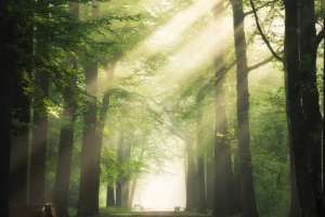 Прокуратура орман қорының 100 гектардан астам жерін мемлекетке қайтарды