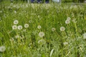 Екі гектар мемлекетке қайтарылды: Жетісуда заңсыз қоқыс өңдейтін зауыт салмақ болған