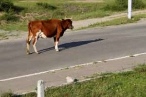 Жүргізуші жолда сиырды қағып, етін өзімен алып кеткен