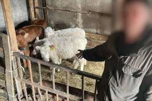 СҚО-да серіктестіктегі бұзауларды шаруашылық қызметкерлері ұрлаған