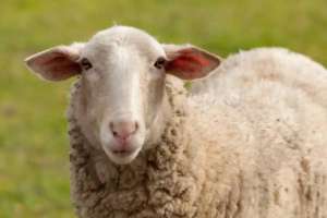 Министр малды заңсыз сатқандарды қылмыстық жауапкершілікке тартуды ұсынды