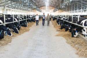 Еліміз ет экспортын жылына 50 мың тоннаға дейін арттыруды жоспарлап отыр