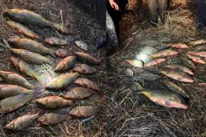 Атырауда 70 келіден астам заңсыз ауланған балық тәркіленді