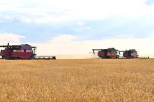 Үкімет еліміздің астық саласын қолдауға 40 млрд теңге бөлді