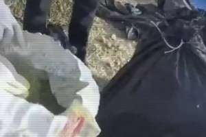 Жамбыл облысында шөп астынан 100 кг марихуана анықталды