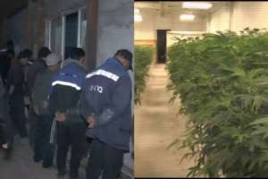 ІІМ балық шаруашылығы ретінде жасырылған есірткі бизнесін жойды