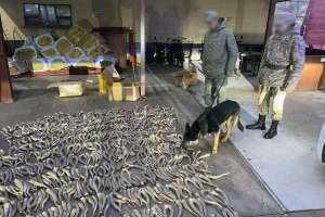 Киік мүйізін шетелге әкетпек болғандар ұсталды