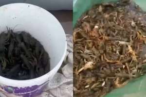 Ақтөбе облысында екі күдікті 45 келіге жуық шаянды заңсыз аулаған