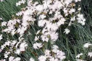 Астанаға Қытайдан әкелінген қалампырдың ірі партиясы жойылды