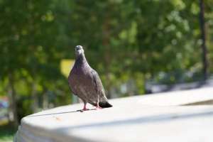 Елордалықтарға құстарды қоректендірудің зияны туралы ескертілді