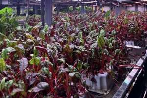 Астанада Қоғамдық кеңес өкілдері инновациялық KazBerry сити-фермасымен танысты