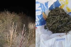 Қызылорда облысында ірі есірткі алқабы жойылды