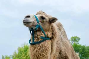 Құлсары қаласында көшеде жүрген түйе баланы таптап кетті