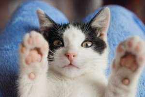 Маңғыстау облысында мысық тістеп алған ер адам көз жұмды