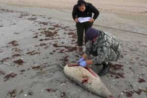 Каспий жағалауынан 100-ден аса итбалықтың өлексесі табылды: олар неден қырылуы мүмкін