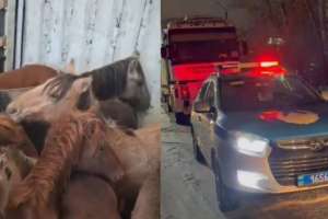 Қарағанды облысындағы блок-бекетте полицейлер ұрланған жылқылар тиелген жүк көлігін ұстады