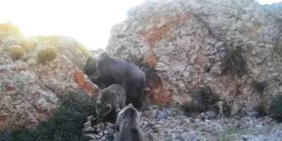 Colman Domingo and Jude Law at amfAR’s Venice Gala