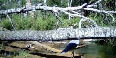 Colman Domingo and Jude Law at amfAR’s Venice Gala