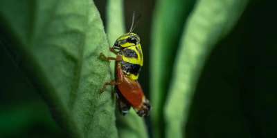 Colman Domingo and Jude Law at amfAR’s Venice Gala