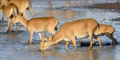Colman Domingo and Jude Law at amfAR’s Venice Gala