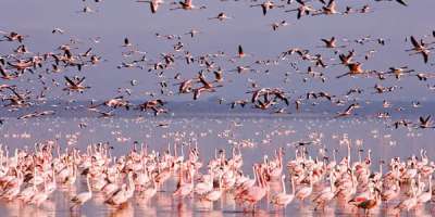Colman Domingo and Jude Law at amfAR’s Venice Gala