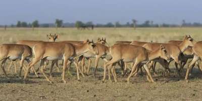 Colman Domingo and Jude Law at amfAR’s Venice Gala