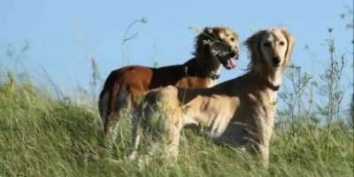 Colman Domingo and Jude Law at amfAR’s Venice Gala
