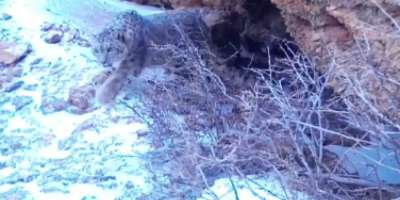 Colman Domingo and Jude Law at amfAR’s Venice Gala