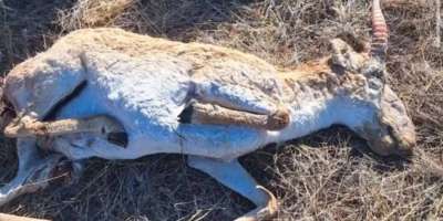 Colman Domingo and Jude Law at amfAR’s Venice Gala