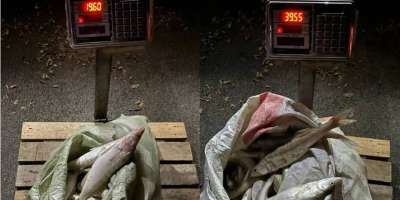 Colman Domingo and Jude Law at amfAR’s Venice Gala