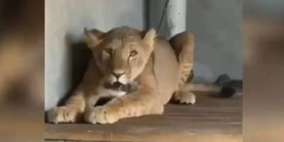 Colman Domingo and Jude Law at amfAR’s Venice Gala