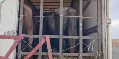 Colman Domingo and Jude Law at amfAR’s Venice Gala