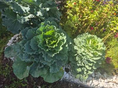 «Таза Қазақстан»: елорда балабақшасында бүлдіршіндер мен тәрбиешілер ерекше қырыққабат өсірді