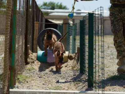 Ұлттық ұлан кинологтары иттердің көмегімен 200 келіден астам есірткі заттарын тапты