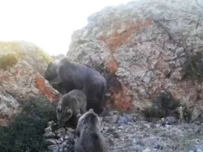 «Сайрам-Өгем»​​​​​​​ ұлттық паркінің аумағында жабайы жануарлар фототұзаққа түсіп қалды
