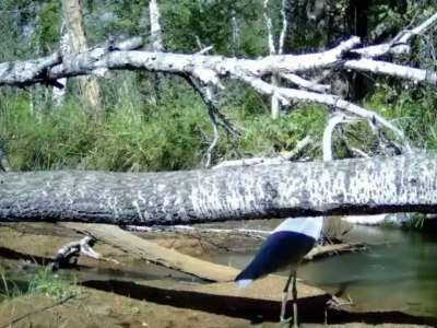 «Бурабай» ұлттық табиғи паркінде көкқұтан фототұзаққа түсіп қалды