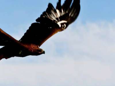 Жетісу өңірінде табиғатқа 4 бүркіт жіберілді