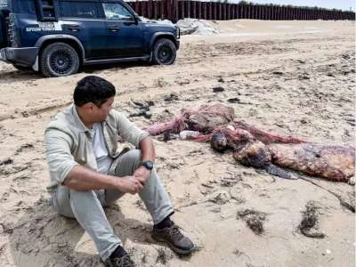 Каспий теңізінде түлендер жаппай қырылып жатыр